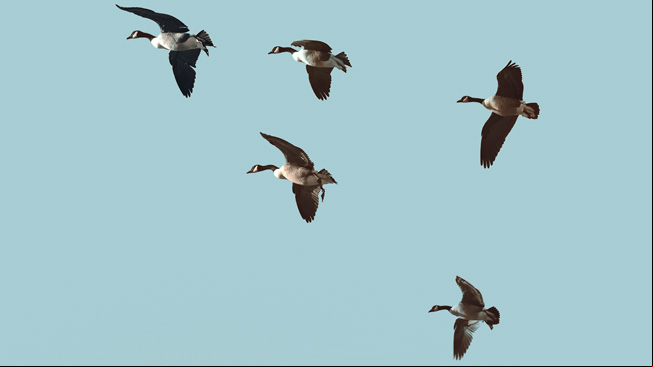 Birds flying in formation
