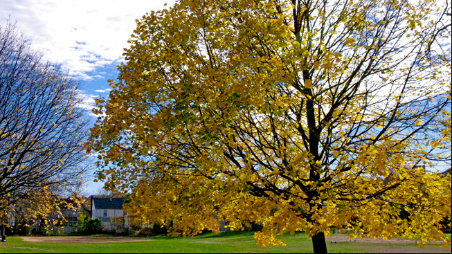 Tree