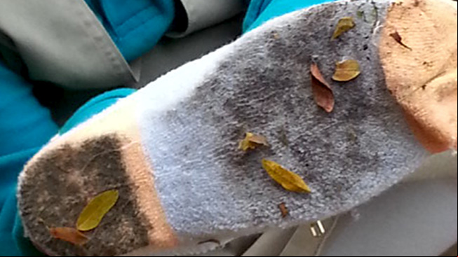 Dirty sock with seeds