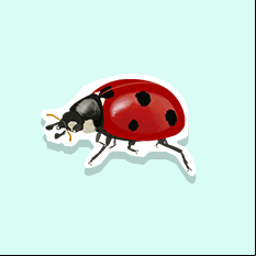 ladybug