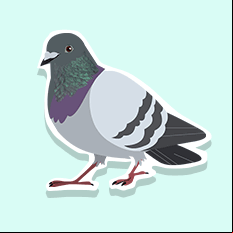 pigeon