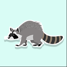 raccoon