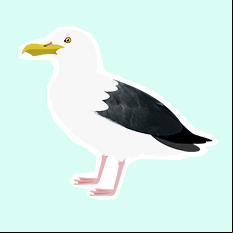 seagull