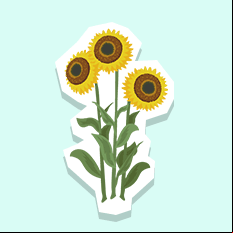 sunflower