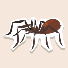 barkingspider