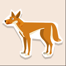 dingo