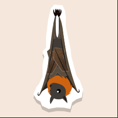 flyingfox