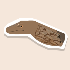 perentie
