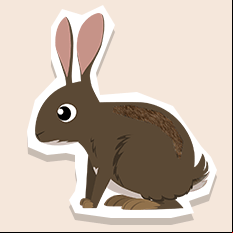rabbit