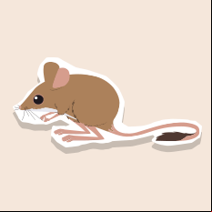 spinifexmouse