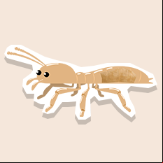termite