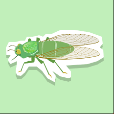 cicada