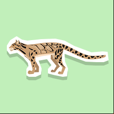cloudedleopard