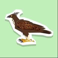 crestedhawkeagle