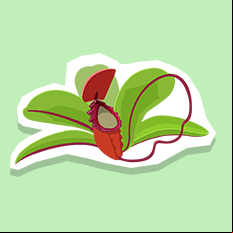 pitcherplant