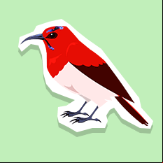 sunbird
