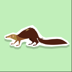 treeshrew