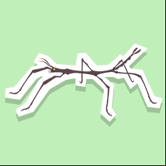 walkingstick
