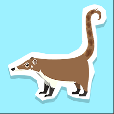 coati