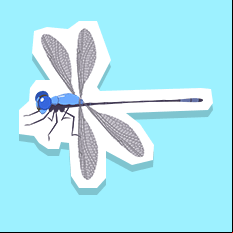 dragonfly