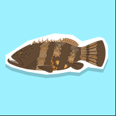 grouper