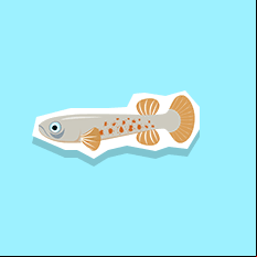 killifish