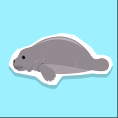 manatee
