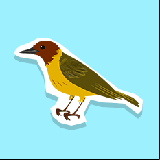 mangrovewarbler