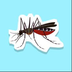 mosquito