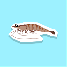 prawn