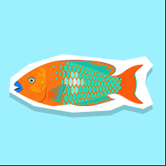 rainbowparrotfish