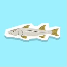 snook