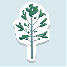 balsampoplar