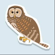 barredowl