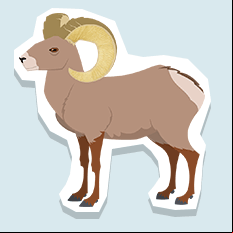 bighornsheep