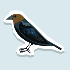 cowbird