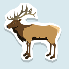 elk
