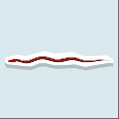 gartersnake