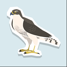 goshawk