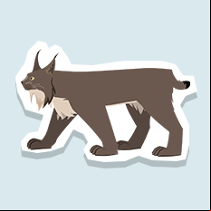 lynx