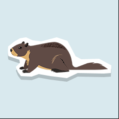 marmot