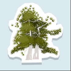 whitebarkpine